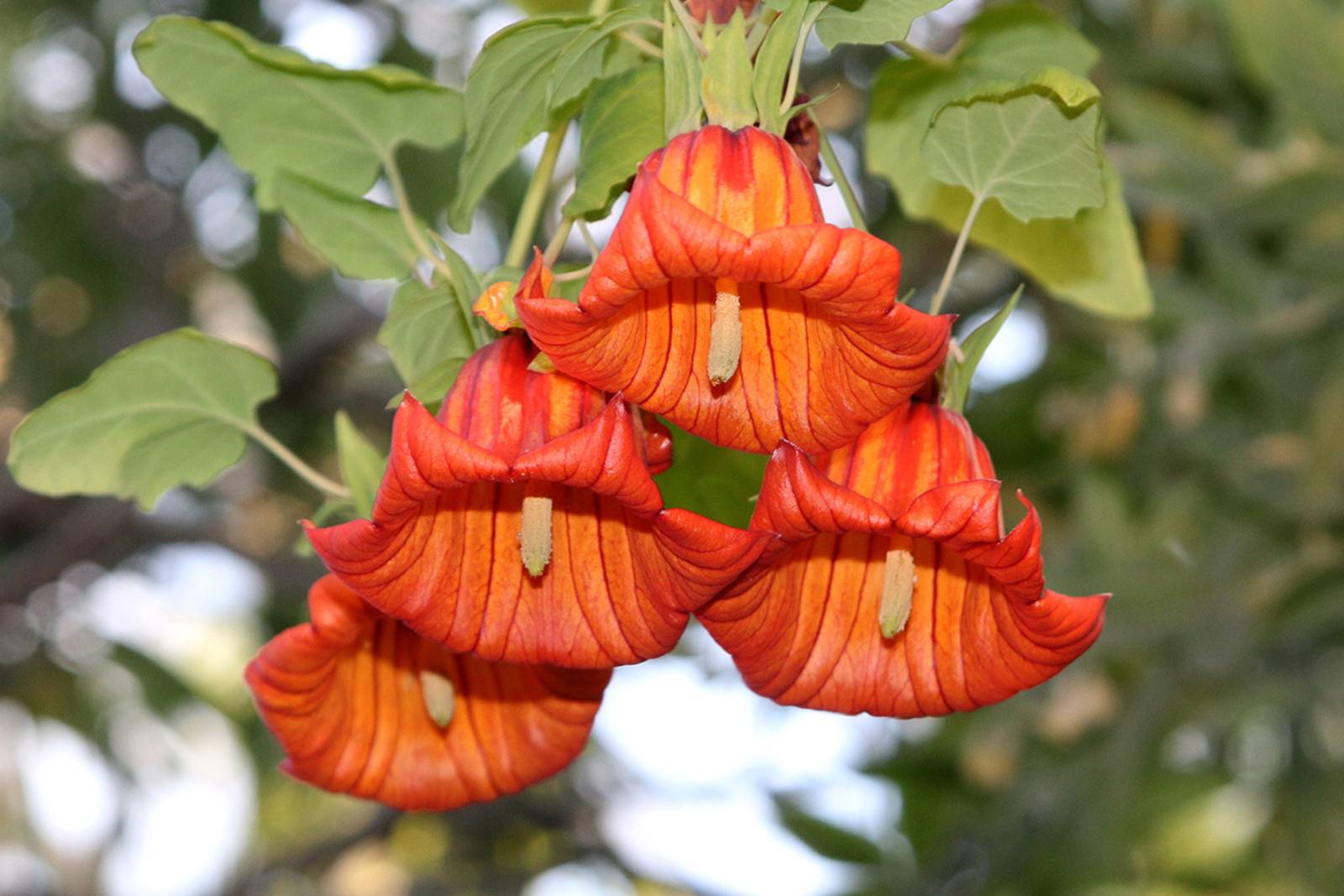 Canarina canariensis b